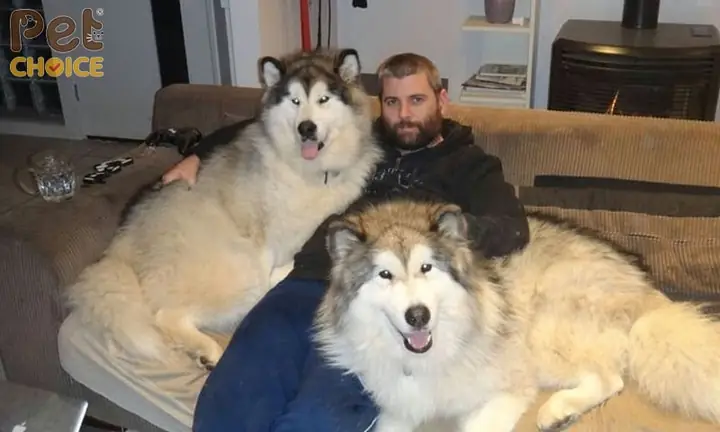 Lưu Ý Khi Nuôi Chó Alaska Khổng Lồ Size Đại