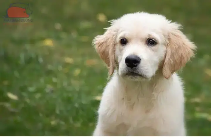 Các Giống Chó Lai To Ở Việt Nam