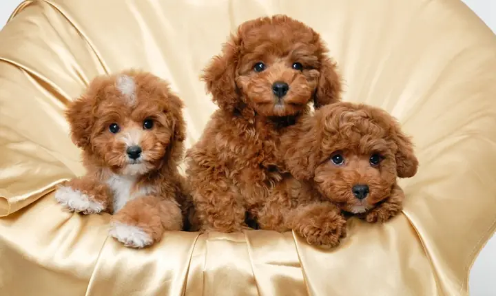 Tìm Hiểu Về Các Giống Chó Lông Xoăn Phổ Biến Và Đặc Điểm Nổi Bật