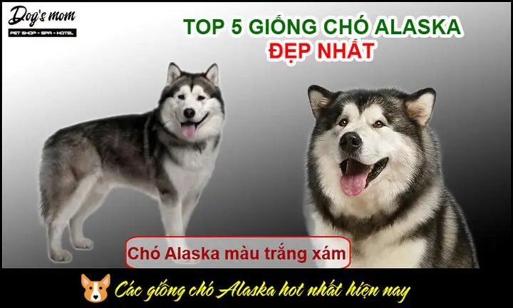 Theo Dõi Và Phòng Ngừa Bệnh Tật