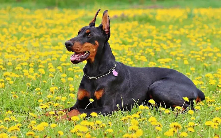 Chó Doberman Pinscher