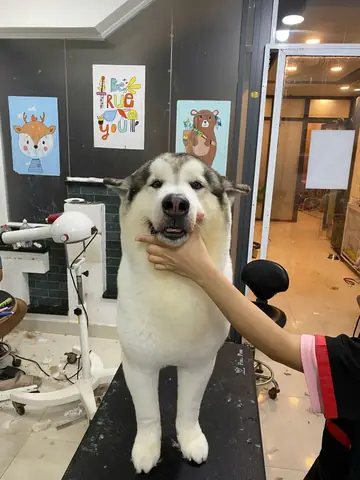 Các Giống Chó Tuyết – Biểu Tượng Của Sự Mạnh Mẽ Và Trung Thành