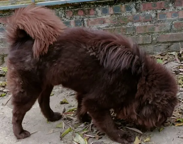 Giống Chó Bắc Hà – Xù Bắc Hà