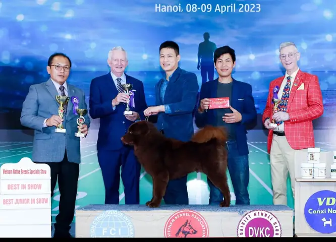 Giống Chó Bắc Hà – Xù Bắc Hà