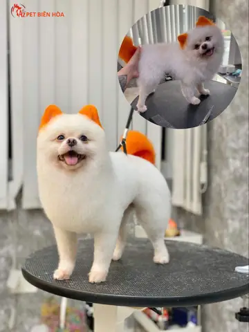 Kiểu Lông Đi Show