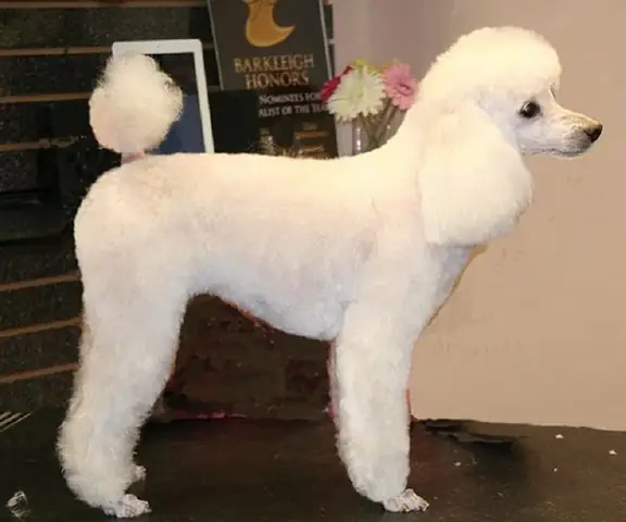 Các Kiểu Lông Chó Poodle Đẹp