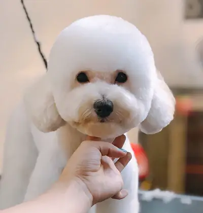 Phong Cách "puppy Cut"