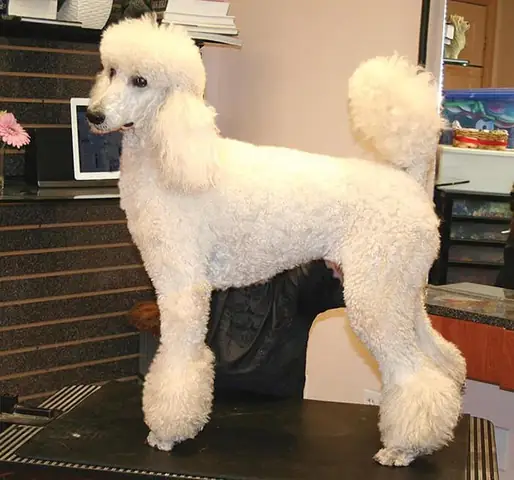 Các Kiểu Lông Chó Poodle Đẹp