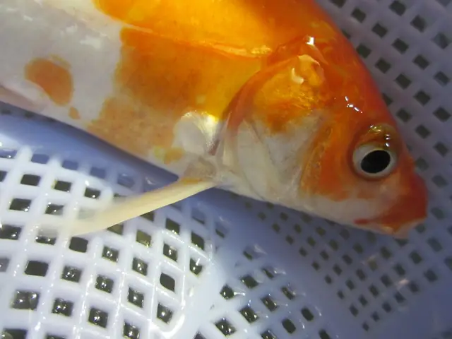 Một Số Bệnh Thường Gặp Ở Cá Koi Và Cách Phòng Tránh