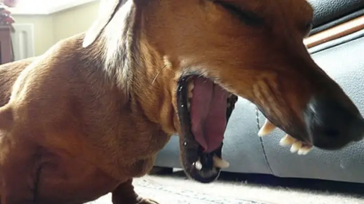 1bệnh Ho Cũi Chó 1bệnh Ho Cũi Chó