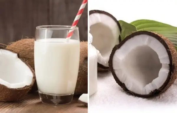 Dầu Dừa Và Nước Cốt Dừa Cũng Được Đánh Giá Rất An Toàn Cho Chó Cưng Dầu Dừa Và Nước Cốt Dừa Cũng Được Đánh Giá Rất An Toàn Cho Chó Cưng