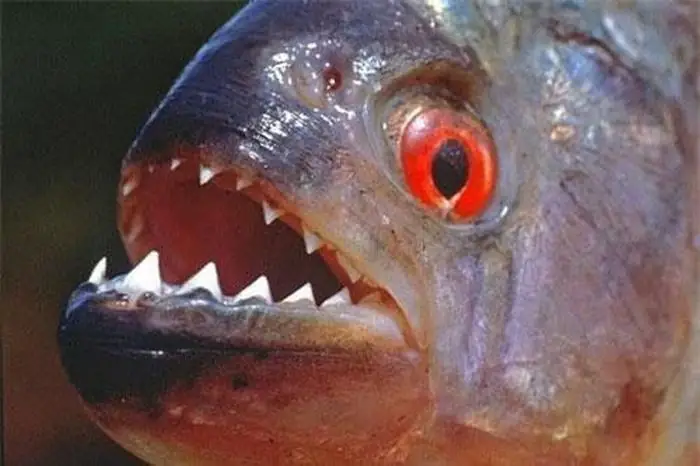 Những Loài Cá Ăn Thịt Rùng Rợn Ở Con Sông Dài Nhất Thế Giới - Tạp Chí ...