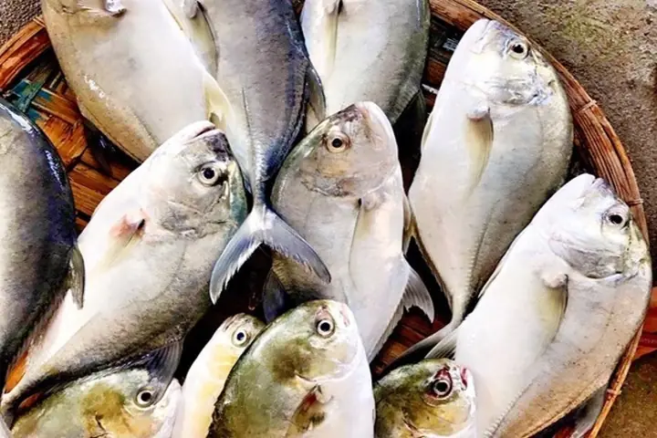 Tìm Hiểu Về Cá Bè: Nguồn Thực Phẩm Giàu Dinh Dưỡng Và Lợi Ích Cho ...