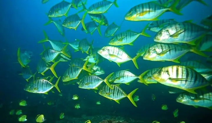 Cá Bè Là Cá Gì? Giá Bao Nhiêu, Mua Ở Đâu? Cách Chọn Cá Ngon