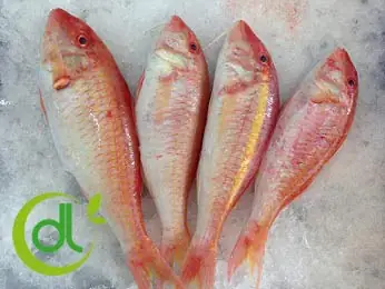 Cá Hồng Snapper