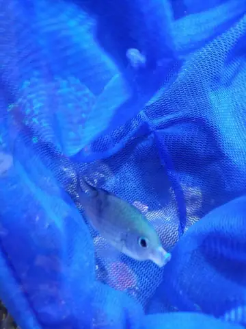 Danh Sách Các Loại Bệnh Hay Gặp Ở Cá Cảnh Biển Danh Sách Các Loại Bệnh Hay Gặp Ở Cá Cảnh Biển