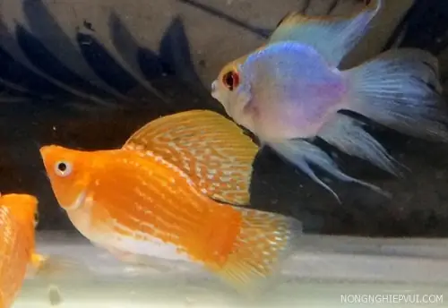 Cá Bình Tích – Một Trong Các Loại Cá Cảnh Dễ Nuôi Không Cần Oxy.