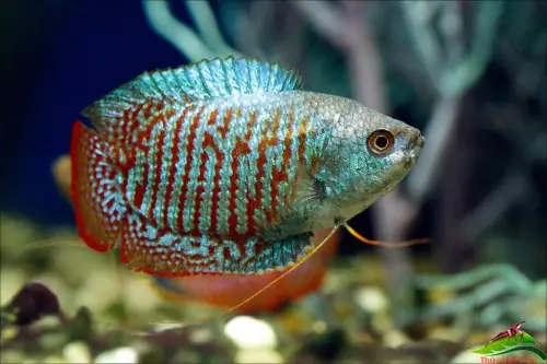 Cá Sặc Gấm – Một Trong Các Loại Cá Cảnh Đẻ Nhiều