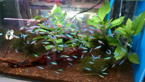 Các Loại Cá Cảnh Nhỏ Bơi Theo Đàn: