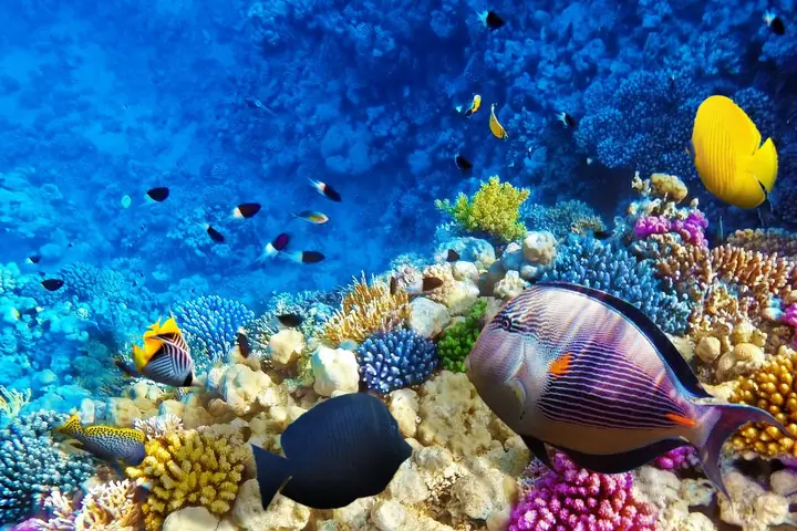 Top 10 Loài Cá Nguy Hiểm Nhất Thế Giới Top 10 Loài Cá Nguy Hiểm Nhất Thế Giới