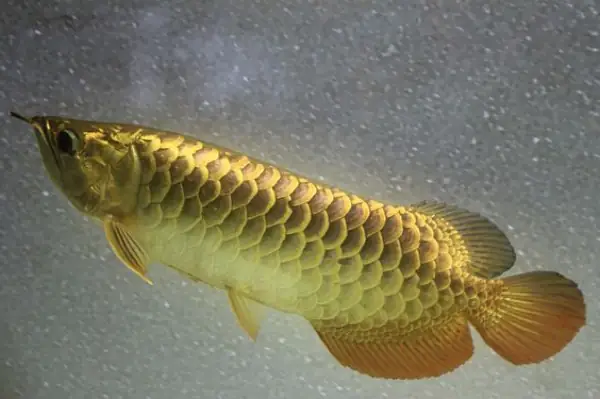 Cá Rồng – Vua Của Các Loài Cá Cảnh Size Lớn