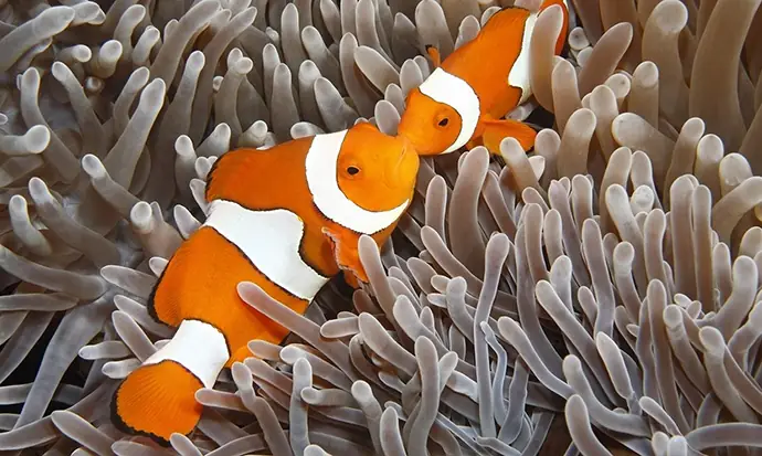 Cá Nemo