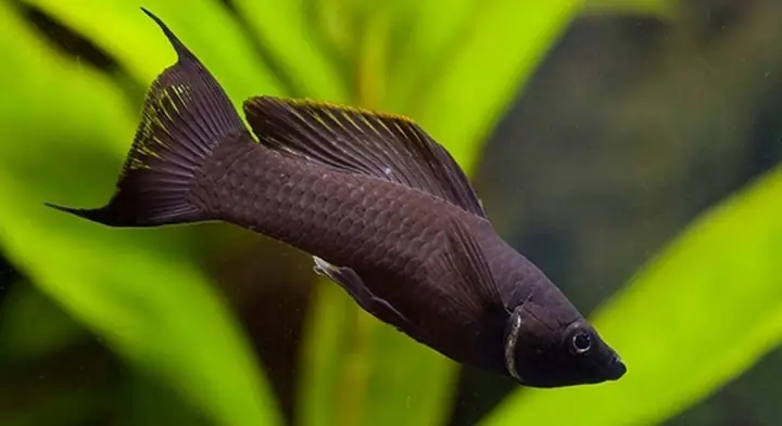 Cá Hắc Molly