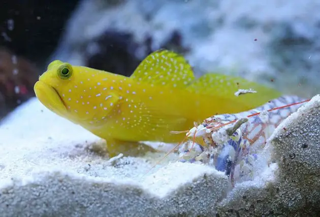 Cá Yellow Watchman Goby
