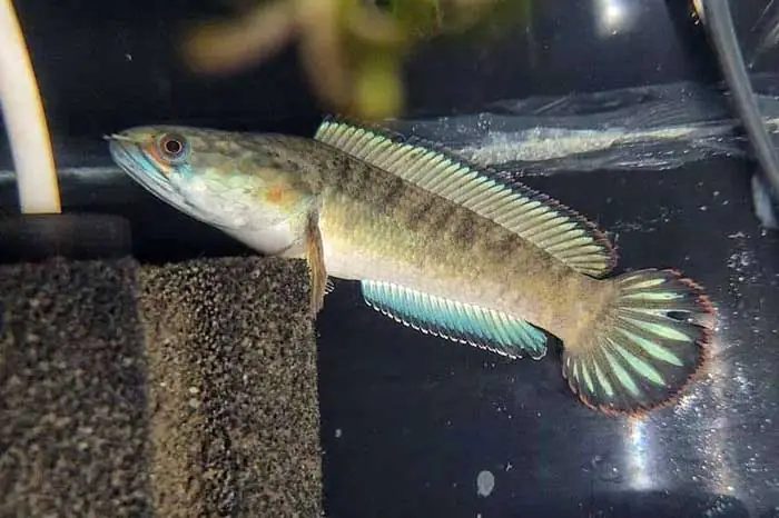 Tổng Quan Về Cá Lóc Cảnh Và Phân Loại Chính Tổng Quan Về Cá Lóc Cảnh Và Phân Loại Chính