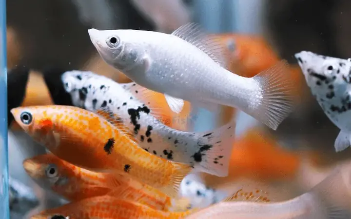 Không Những Dễ Nuôi, Những Loài Cá Cảnh Này Còn Mắn Tới Mức Đẻ ...