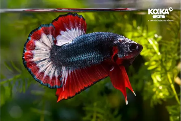 Loại Cá Cảnh Nào Sinh Sản Cực Nhanh Mọi Người Cần Biết – Men ...