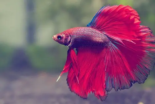 Các Loại Cá Cảnh Dễ Sinh Sản