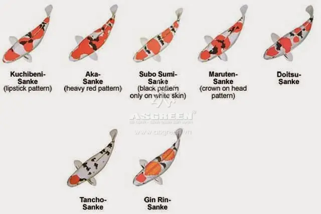 Taisho Sanke (sanke)