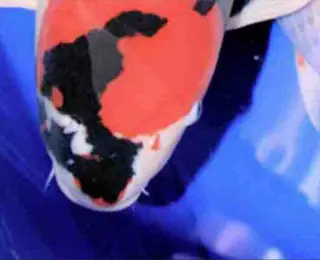 Showa Sanshoku (showa)