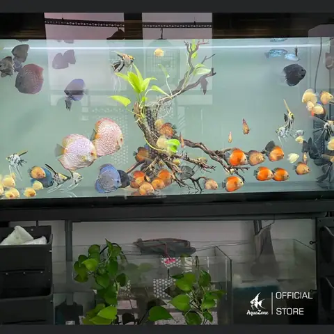 Các Loài Cá Dĩa Đẹp Nhất Thế Giới: Hướng Dẫn Chi Tiết Từ A-z