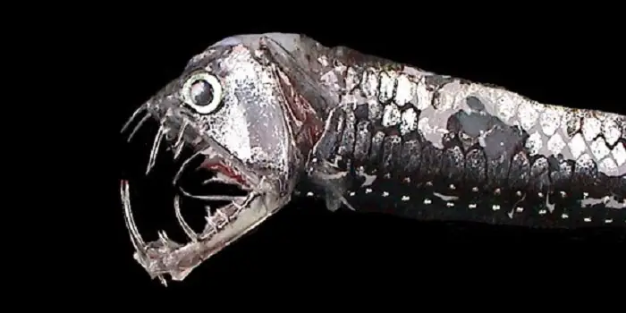 Tại Sao Các Loài Cá Sống Dưới Đáy Biển Sâu Lại Có Vẻ Ngoài Vô Cùng ...