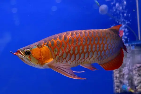 Điểm Tên Các Loại Cá Rồng Đang Được Ưa Chuộng Nhất Trên Thị Trường