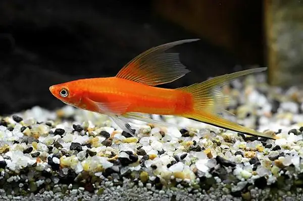 Cá Song Kiếm Đỏ: Cá Song Kiếm Đỏ: