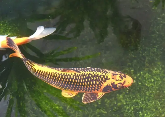 Màu Sắc Và Họa Tiết