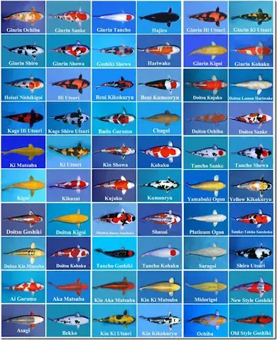 Cá Koi Bekko – Dòng Koi Với Những Đốm Màu Sắc Tươi Sáng