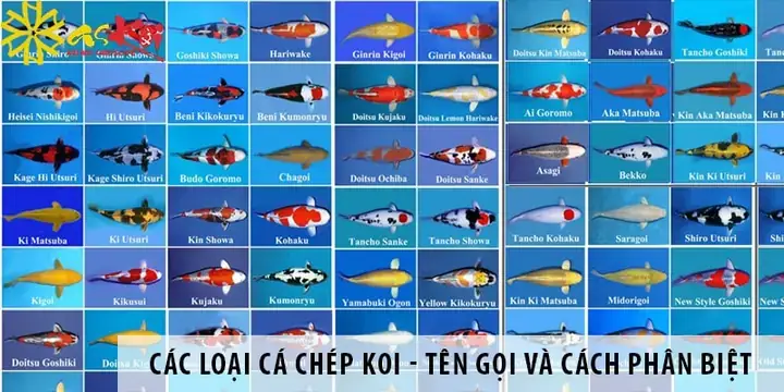 Cá Koi Ochiba – Dòng Koi Mang Màu Sắc Của Mùa Thu