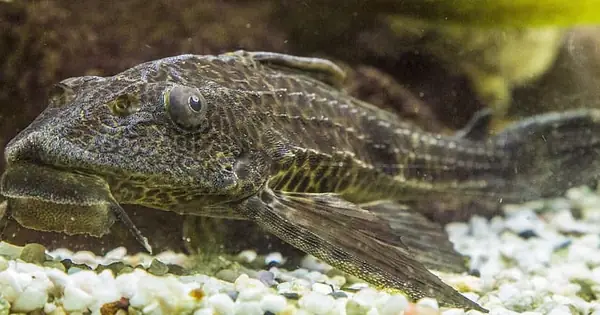 10 “sự Thật” Có Thể Bạn Chưa Biết Về Cá Lau Kiếng