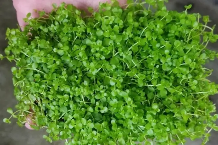 Trân Châu Thường