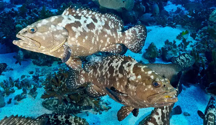 Các Loại Cá Mú Đỏ