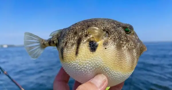 Các Loài Cá Nóc Chứa Chất Kịch Độc Chỉ Một Lượng Nhỏ Có Thể Gây Tử ...