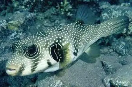 Các Loài Cá Nóc Ở Việt Nam