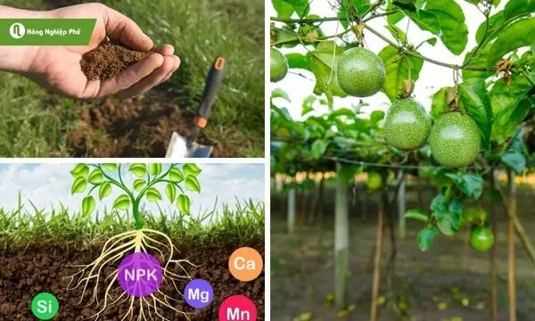 Chuẩn Bị Đất Trồng Và Xử Lý Đất Trước Khi Xuống Giống