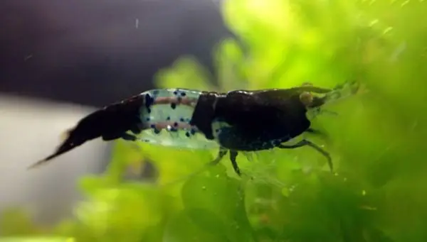 Tép Cảnh Nên Nuôi Chung Với Loài Cá Nào Trong Bể?