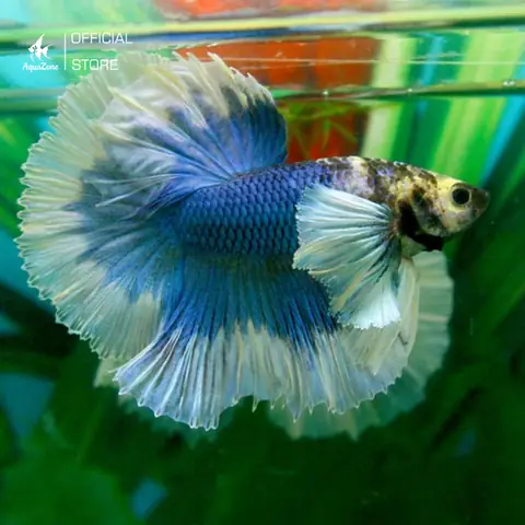 Tổng Quan Về Các Loại Cá Phương (cá Phóng)