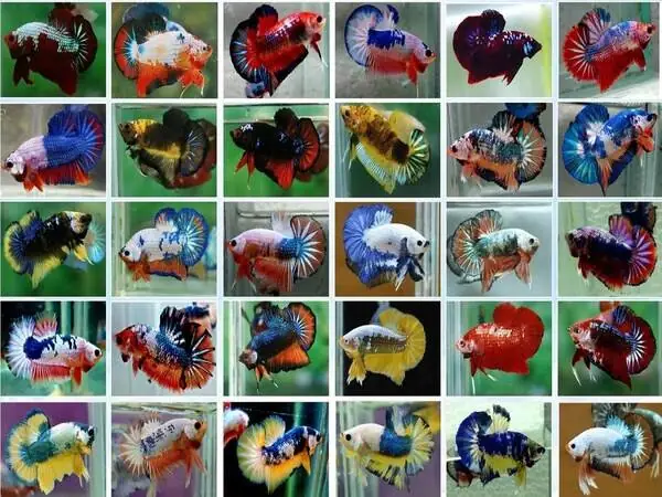 Tổng Quan Về Các Loại Cá Phương (cá Phóng)